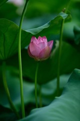 DSC_0939.jpg