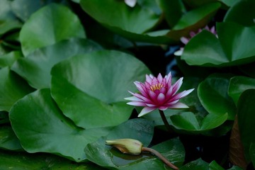 DSC_0958.jpg