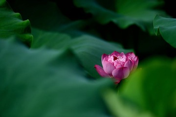 DSC_0927.jpg