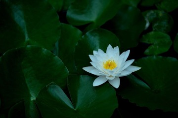 DSC_0970.jpg