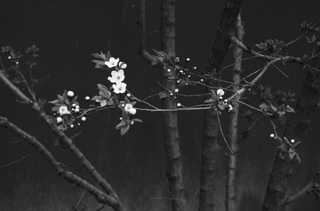 MZY_7195-h