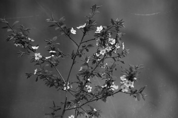 MZY_7197-h