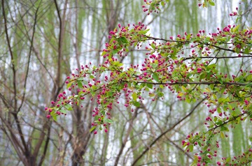 MZY_7306