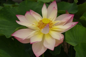 IMGP0045.JPG
