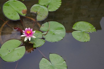 IMGP0165.JPG