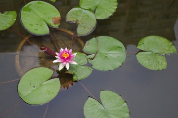 IMGP0170.JPG