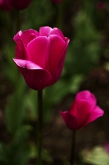 IMGP3192.jpg
