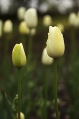 IMGP3205.jpg