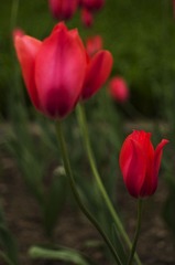 IMGP3187.jpg