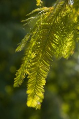 上海植物园_20131117_0103