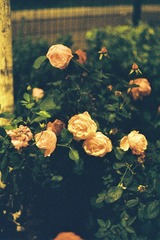 34FAB2B4-4C0F-4E68-AD1C-CB48B174FE01/L0/001
