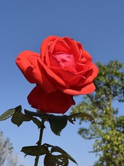 8CED9AF3-8312-4C96-923C-C939DBBBC19D/L0/001