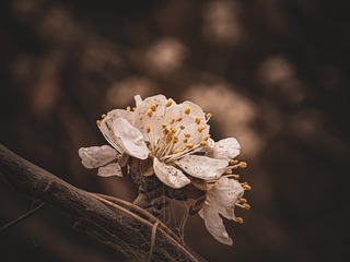 1000185128