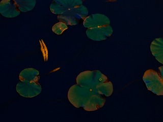 43B65D3E-10F8-49AD-9F7F-1F586F02EE95/L0/001