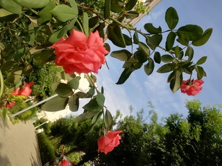 2011909