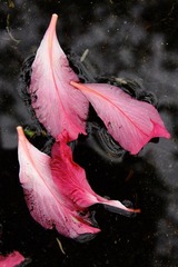 IMG_6792.JPG