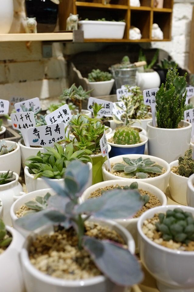 汉口路一家多肉植物小店<br />
