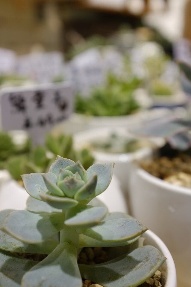汉口路一家多肉植物小店<br />
