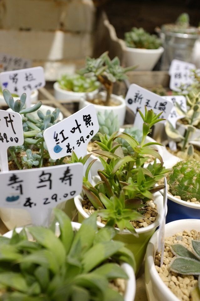 汉口路一家多肉植物小店<br />
