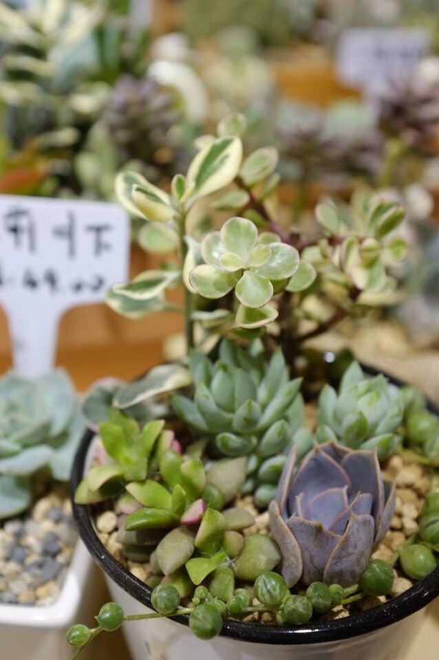 汉口路一家多肉植物小店<br />
