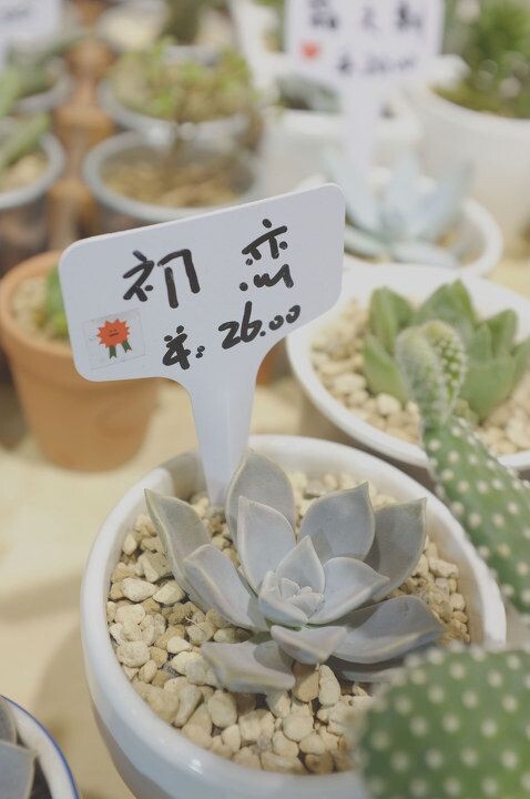 汉口路一家多肉植物小店<br />

