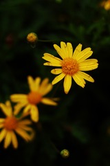 1000025496
