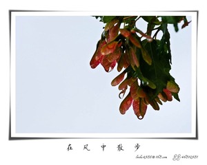 我的摄影-20120723-17.jpg