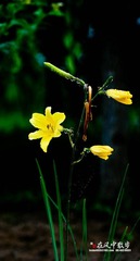 我的摄影-20120723-08.jpg