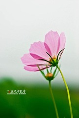 我的摄影-20120723-25.jpg