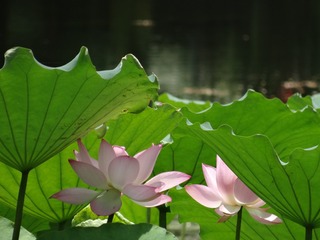 9749344F-C1FF-4E3F-A087-E649A9F4DD6D