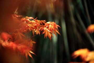 _MG_2844.JPG