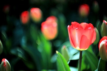 _MG_2869.JPG