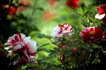 _MG_3384.JPG