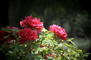 _MG_3394.JPG