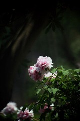 _MG_3410.JPG