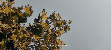 1000005441