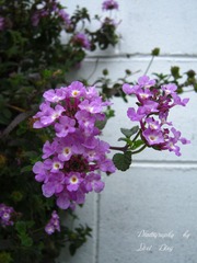 IMG_1597_副本.jpg