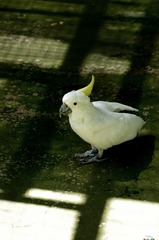 18250