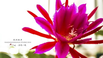 昙花一现002.jpg