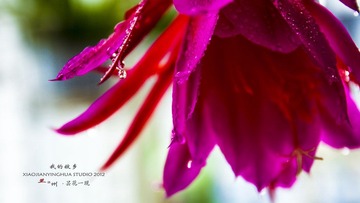 昙花一现003.jpg