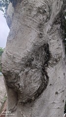 1000048325