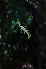 C8364A86-5A98-463A-82FD-E40576D04564/L0/001