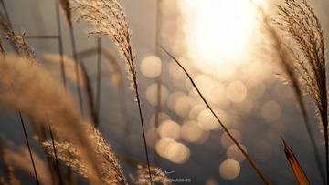 C7D51031-B35E-4A46-9502-1D68CBD290F6/L0/001