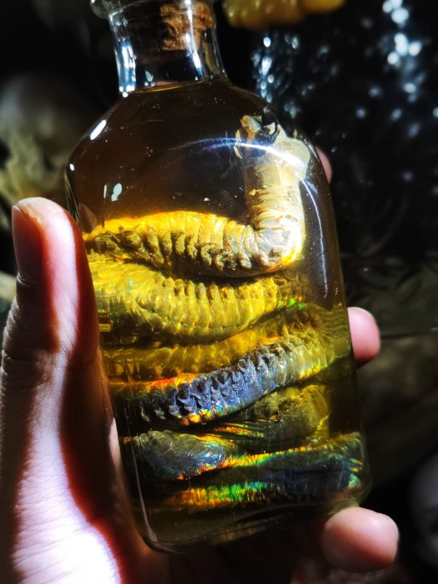 大型矶沙蚕 - 由心生 - 图虫