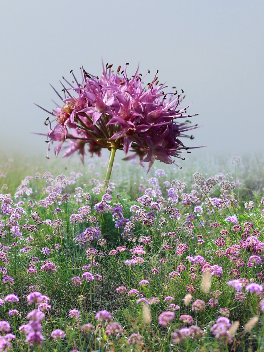 沙葱花 - 陈三郎 - 图虫