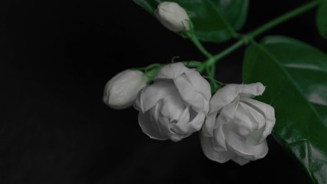 E94AE486-8FBA-4407-A30E-D89DC561557C/L0/001
