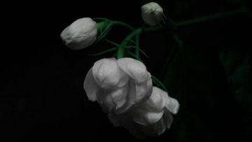 850B926F-8107-47EF-810C-EE94B974B3C6/L0/001