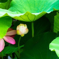 20130622-_DSC1101.jpg