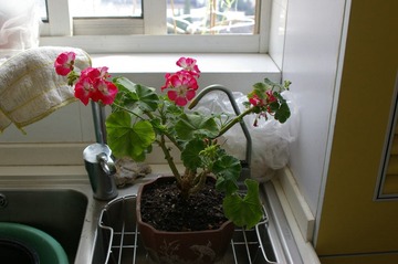IMGP9222.JPG