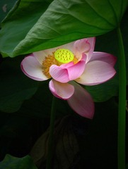 P1000146.JPG